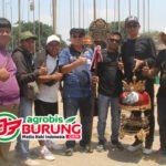 Raihan Empat Warna (Nilai 44) Jawara Arung Binang (3F) Hasil Kolaborasi Konsistensi Breeding H Sularno 3F & Kelihaian Polesan Mekanik Deni DMA