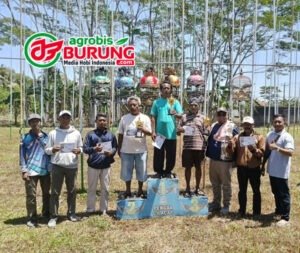 Juara Piyik Yunior copy