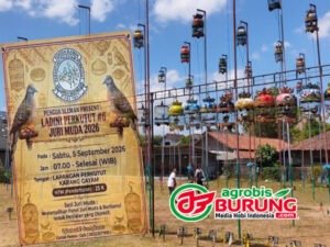 jogja copy