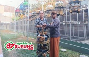 kopaa
