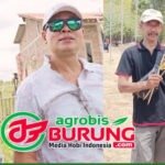 Double Transaksi Spektakuler, Eyaka K-222 Dijebol H. Samhari Sumenep & Eyaka K-BBB Dijebol Henry Atlas Semarang, Kualitas Anakannya Terbukti Merata